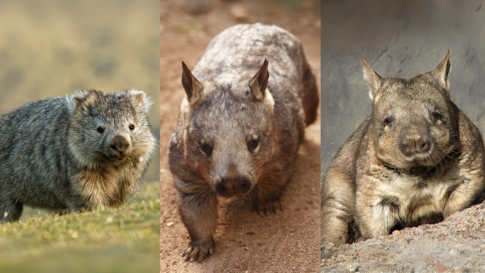 Discover the remarkable world of wombats: Australia's